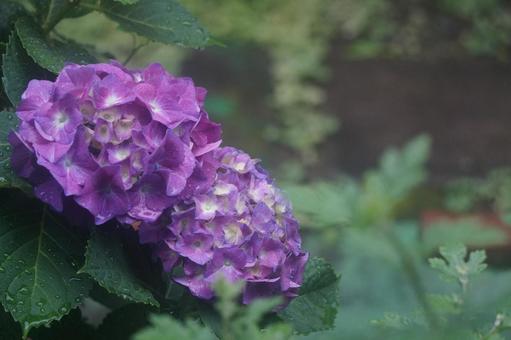 Photo, hydrangea, rainy season, rain, 
