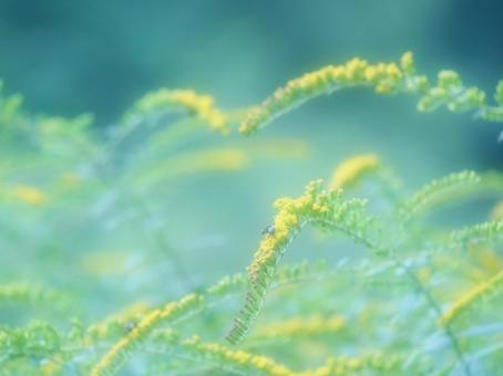 背景に合うキンミズヒキの写真