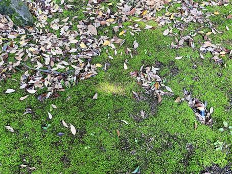 コケ コケ,苔,木毛の写真素材