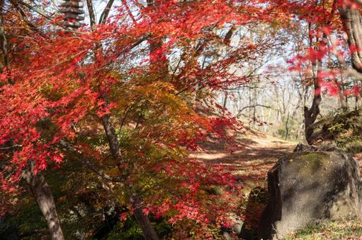 紅葉風景 紅葉風景の写真