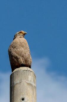 電柱の上のカンムリワシ_縦 カンムリワシ,特別天然記念物,鳥の写真素材