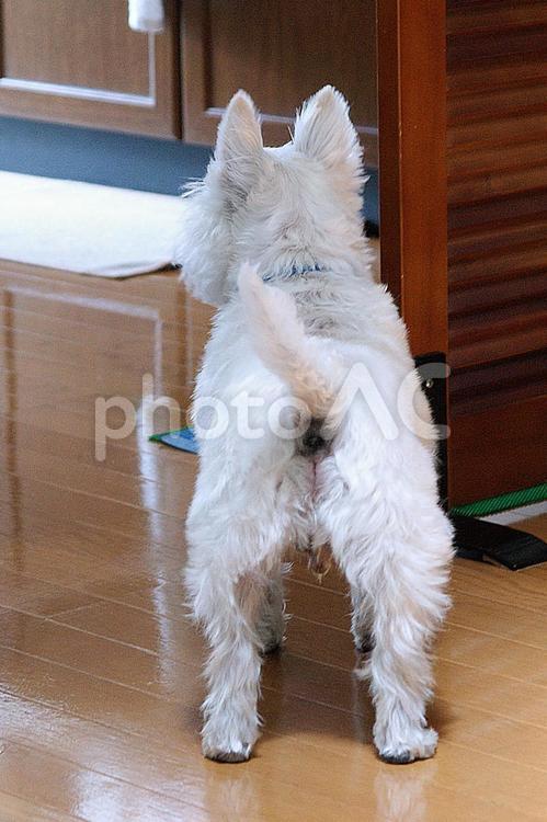 ホワイトテリア　チビタ　90　おやつ待ち ホワイトテリア,愛犬,ペットの写真素材