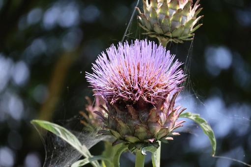 ピンクの花ぴらのアンティーチョークの花 ピンクの花ぴらのアンティーチョークの花の写真