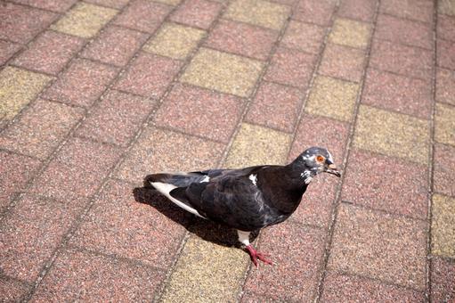 レンガの上で佇む一羽の鳩 レンガの上で佇む一羽の鳩 鳩,ハト,鳥の写真素材