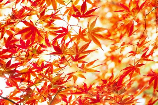 Autumn red maple leaves, JPG