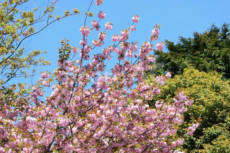 八重桜と新緑と青空 桜,八重桜,満開の写真素材
