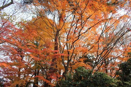 紅葉11 紅葉,もみじ,赤の写真素材