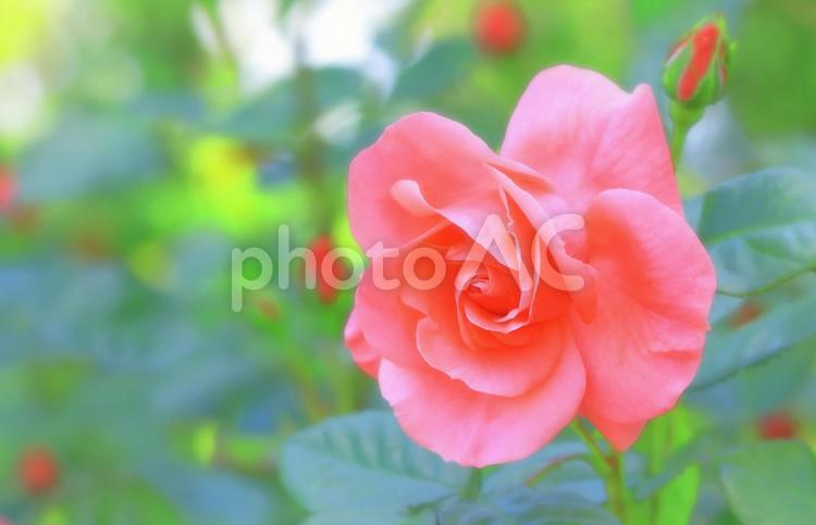 美しいピンクの薔薇の花 植物,花,薔薇の写真素材