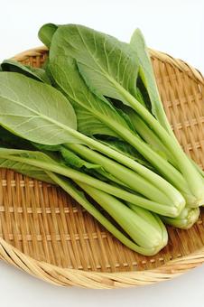 小松菜 小松菜,コマツナ,野菜の写真素材