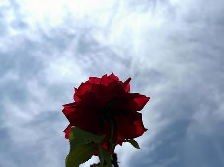 薔薇 薔薇 バラ,空,薔薇の写真素材
