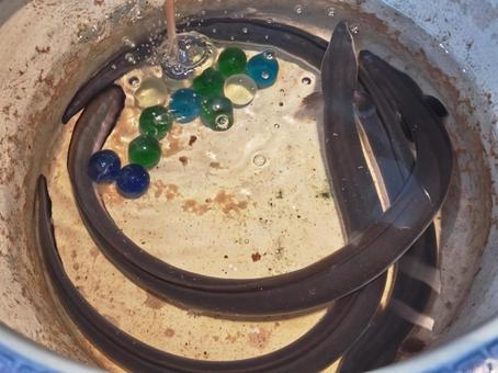 ツボの中で泳いでいる「うなぎ」 ツボの中で泳いでいる「うなぎ」 鰻,水槽,壺の写真素材