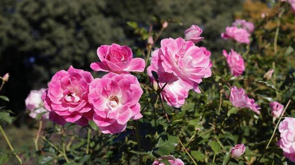 【花の写真】ばらの花 rose,植物,園芸の写真素材