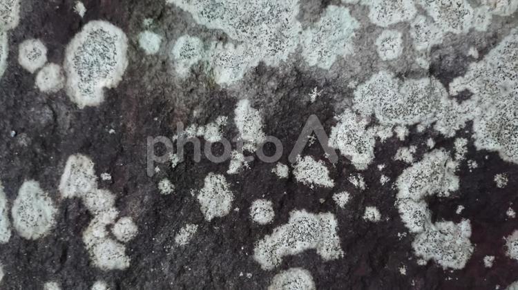 石と地衣類 石,地衣類,菌類の写真素材