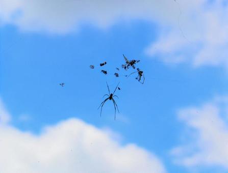 A spider floating in the summer sky, JPG A spider floating in the summer sky, JPG