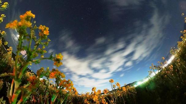 夜の菜の花と星空 夜の菜の花と星空の写真