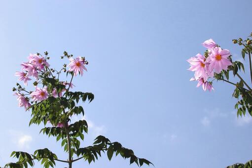 皇帝ダリヤ 植物,花,皇帝ダリヤの写真素材