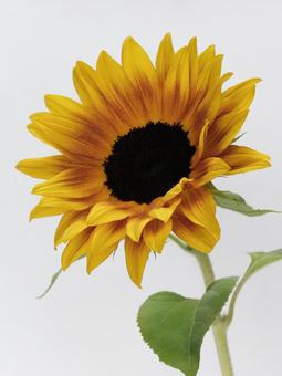 ひまわりの花 ひまわりの花の写真