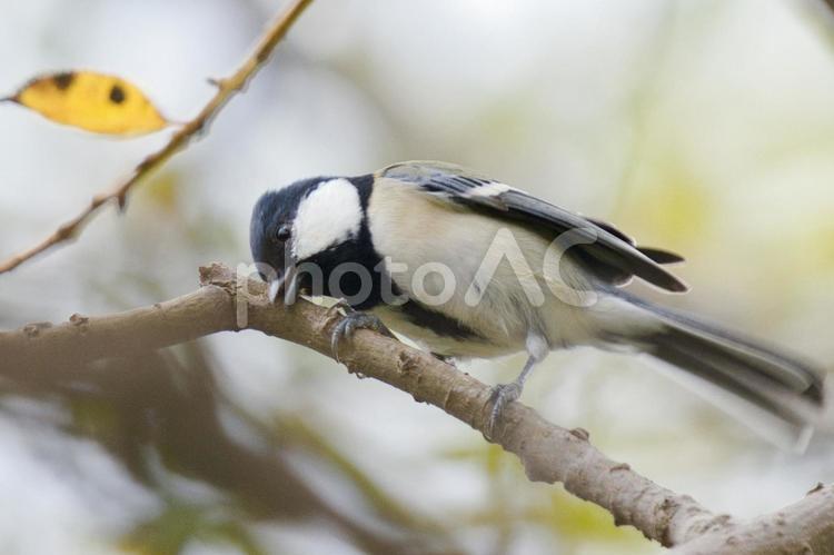 シジュウカラと秋の木の枝③ シジュウカラ,野鳥,鳥の写真素材