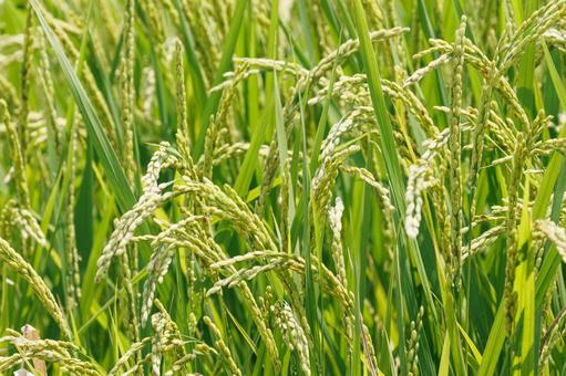 穂をつけ始めた収穫間近の稲穂 穂をつけ始めた収穫間近の稲穂 稲,田んぼ,農業の写真素材