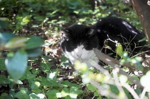 まったり野良猫 まったり野良猫の写真