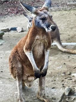 カンガルー カンガルー,動物,アニマルの写真素材