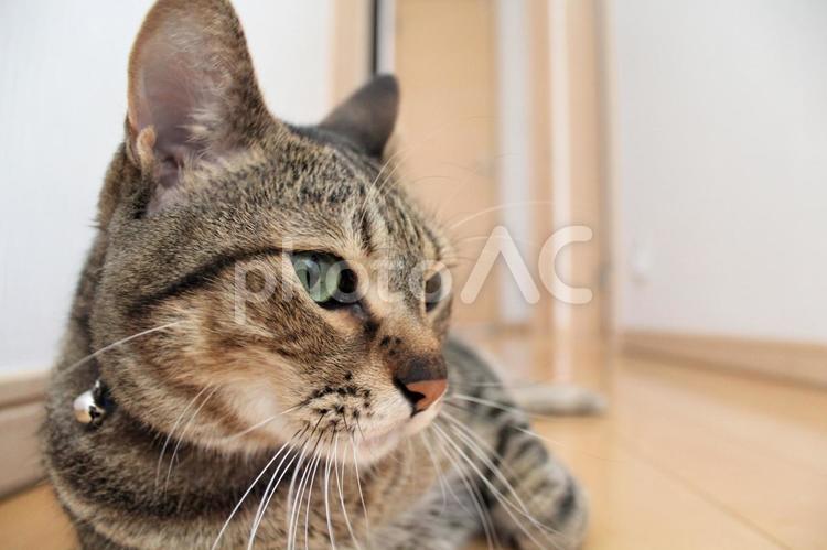 廊下でくつろぐ猫 猫,ねこ,ネコの写真素材