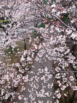 見下ろしたソメイヨシノの木 見下ろしたソメイヨシノの木の写真