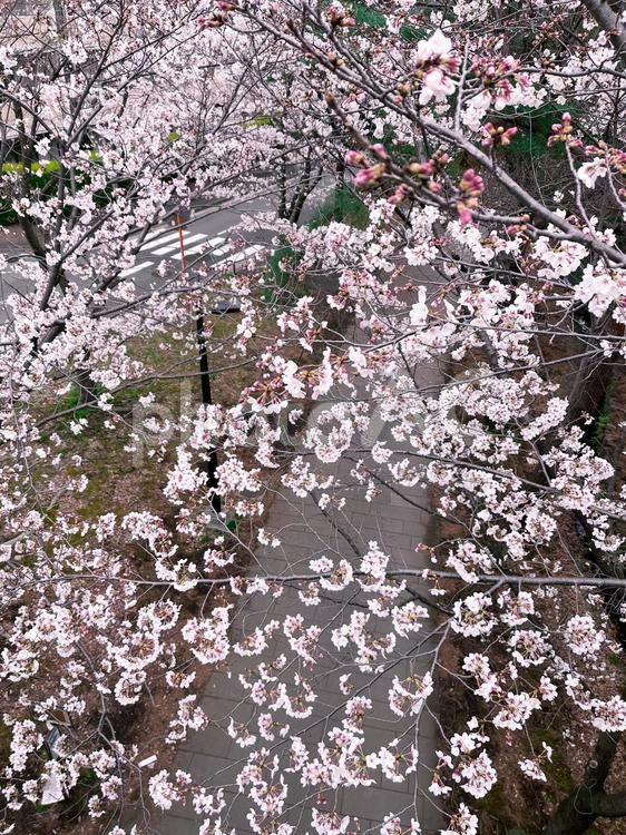 見下ろしたソメイヨシノの木 ソメイヨシノ,花,咲くの写真素材