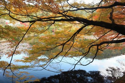 池に映る紅葉の写真