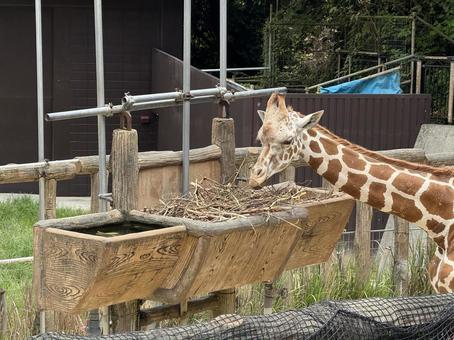 giraffe, JPG giraffe, JPG