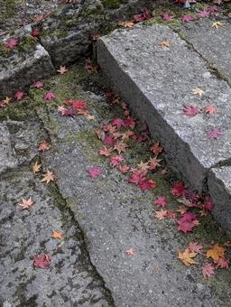 石段のもみじ 紅葉,いもみじ,秋の写真素材