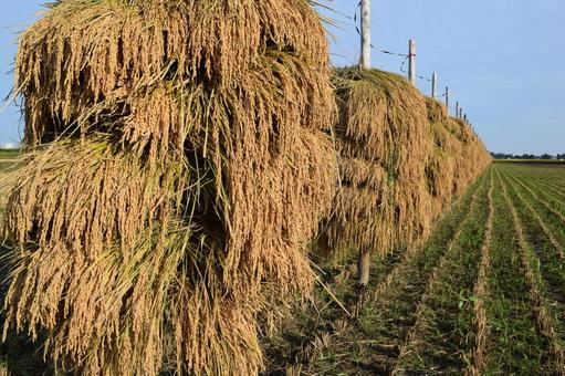 稲穂の杭掛け乾燥 山形県庄内 収穫した稲穂,杭掛け乾燥,杭掛けの写真素材