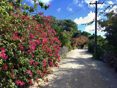 沖縄の集落 沖縄,集落,町並みの写真素材