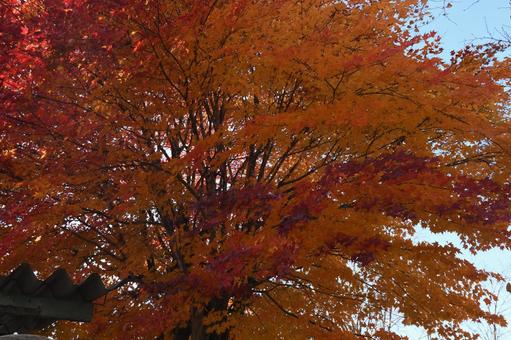 紅葉の写真