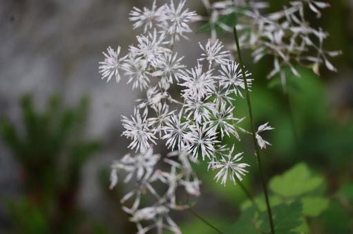 白いミヤマカラマツの花 白いミヤマカラマツの花の写真