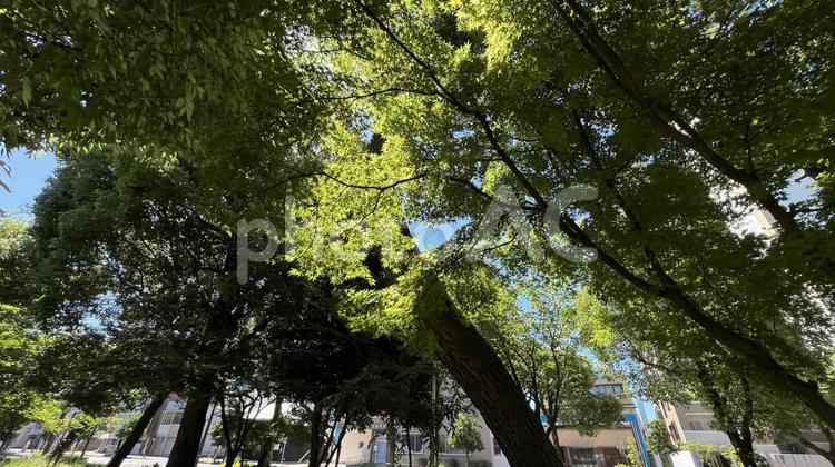 公園の樹木 グリーン,リラックス,屋外の写真素材