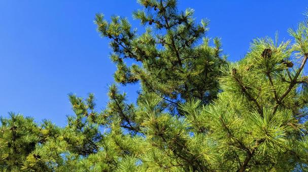 青空と常盤の緑 空,空背景,秋の写真素材