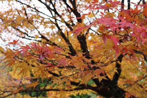 もみじ もみじの写真