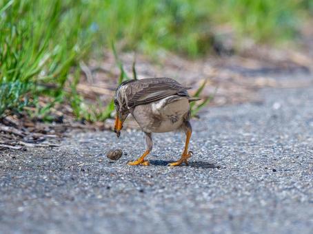カタツムリを食べるムクドリの写真