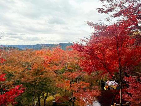 秋の紅葉♪ 秋の紅葉♪の写真