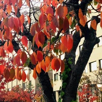 紅葉した可愛らしい桜の葉 紅葉した可愛らしい桜の葉の写真