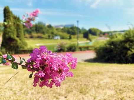 ピンク色のサルスベリの花のクローズアップ ピンク色のサルスベリの花のクローズアップ サルスベリ,花,フラワーの写真素材