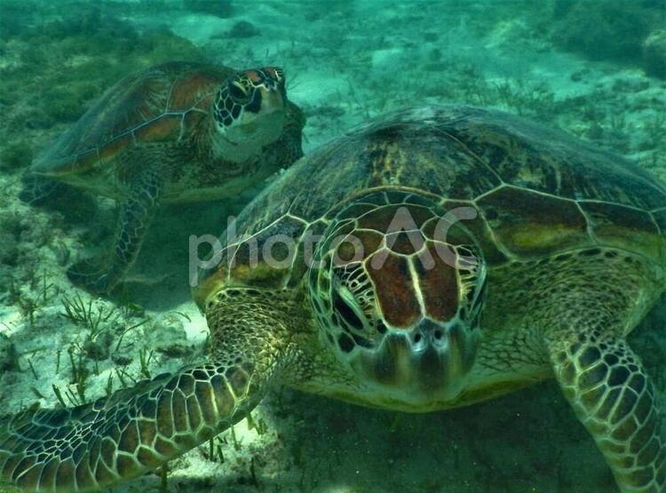 2匹のアオウミガメ アオウミガメ,カメ,水底の写真素材