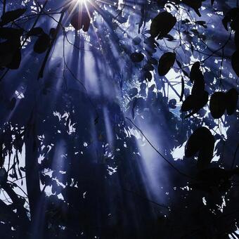 幻想的な木漏れ日 幻想的な木漏れ日の写真
