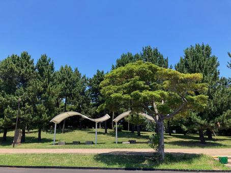 東八潮緑道公園と青い空　江東区青梅 東八潮緑道公園,江東区,青海の写真素材
