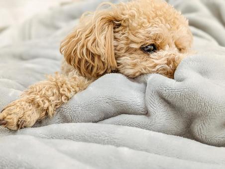 Sleepy toy poodle, JPG