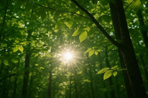 新緑の森と太陽の写真
