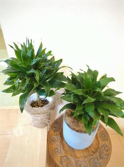 観葉植物 ドラセナコンパクタ 4号鉢 観葉植物 ドラセナコンパクタ 4号鉢の写真