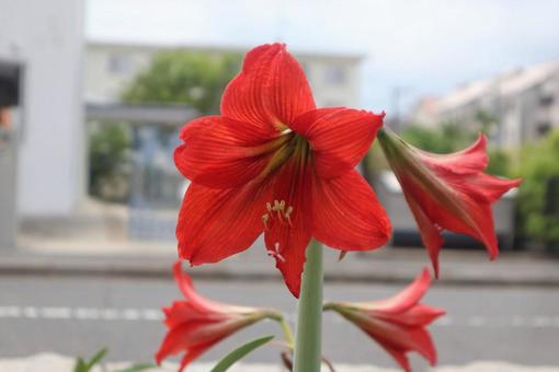 ありのままに ありのままにの写真