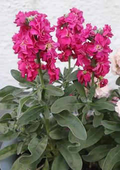 ジリーフラワー ストック,花,flowerの写真素材